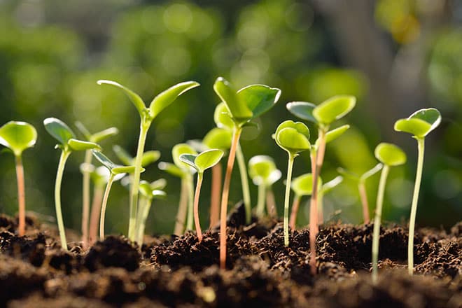 Green sprouts growing out from soil in the morning light